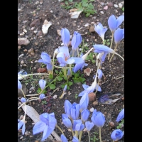Crocus pulchellus (Fam. Iridaceae) (Europe Sud Est) (01)